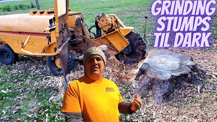 Stump Removal of Two Maple Stumps Before Dark