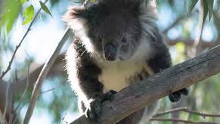 10 AMAZING Koala Facts You Probably Didn’t Know!