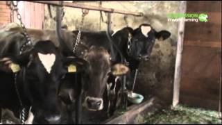 Investigation into the farming of dairy cows in Europe