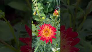 Dahlia Orange And Red Mixed Color Plant Zone 7 To 9