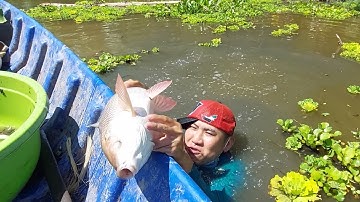 Kích trúng bầy cá trôi khủng trong líp chuối lâu năm | #fishing | Hương Tràm U Minh