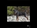 jagh terrier o terrier aleman