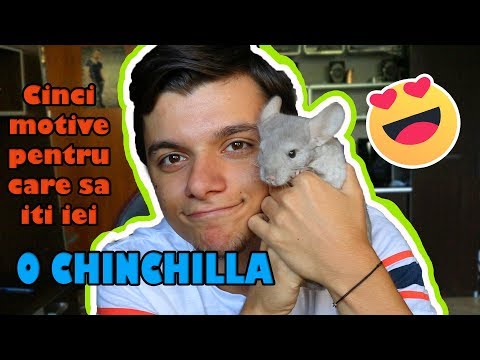 Video: 5 Motive Pentru A Cumpăra O Chinchilla