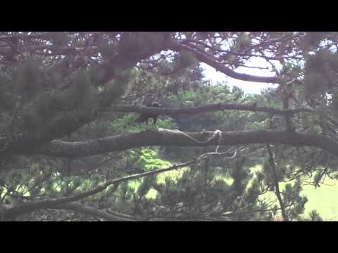 Northwestern Crow pulls up a string to get peanut.