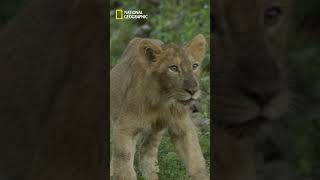 India’s Lion Comeback Is Bigger Than Ever #indiaslionqueen #natgeo