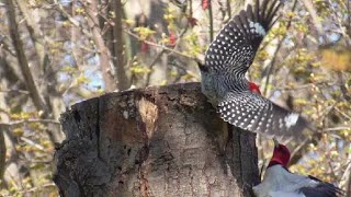 STAY AWAY!    W/ Slow Motion Replay SAYS Redbellied Woodpecker