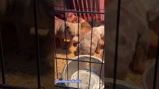 Download Lagu American Bully Puppies make the Best Pets #americanbully #puppy MP3