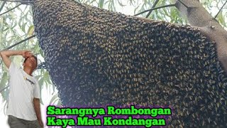 Sarang Lebahnya Rombongan Kaya Mau Kondangan #lebah #madu #hutan #alam #panenmadu #maduhutan