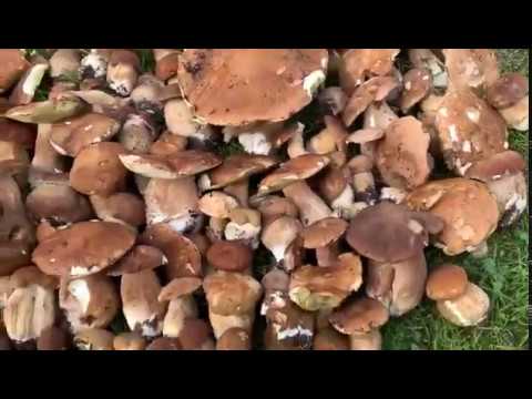 Video: Boletus: Næringsværdi. Hvordan Laver Man Asp-svampe?