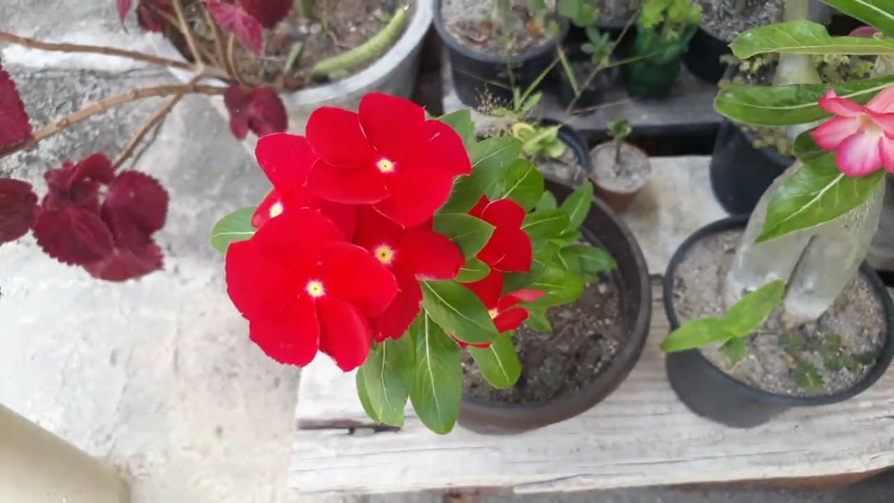 VEM VER FLORES LINDAS E MARAVILHOSAS.