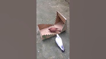 How to make DIY pigeon trap /Bird trap /pigeon trap using cardboard boxes 📦 #experiment #shorts