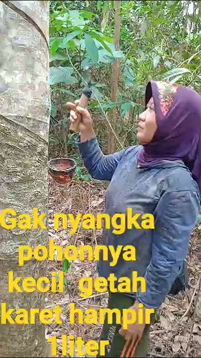 wow kecil pohonnya tapi getah karet hampir 1liter👍🏽