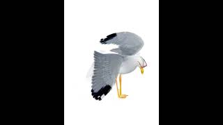 Download Lagu Seagull dance original 4k 67fps #funny #seagulls #fyp #makethisgoviral MP3 Download Lagu Seagull dance original 4k 67fps #funny #seagulls #fyp #makethisgoviral MP3