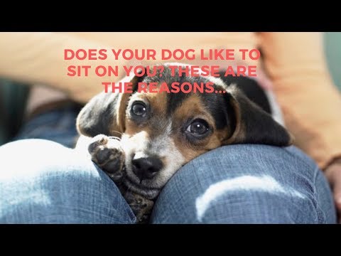 Why Dogs Like To Sit On Your Lap? These Are The Reasons