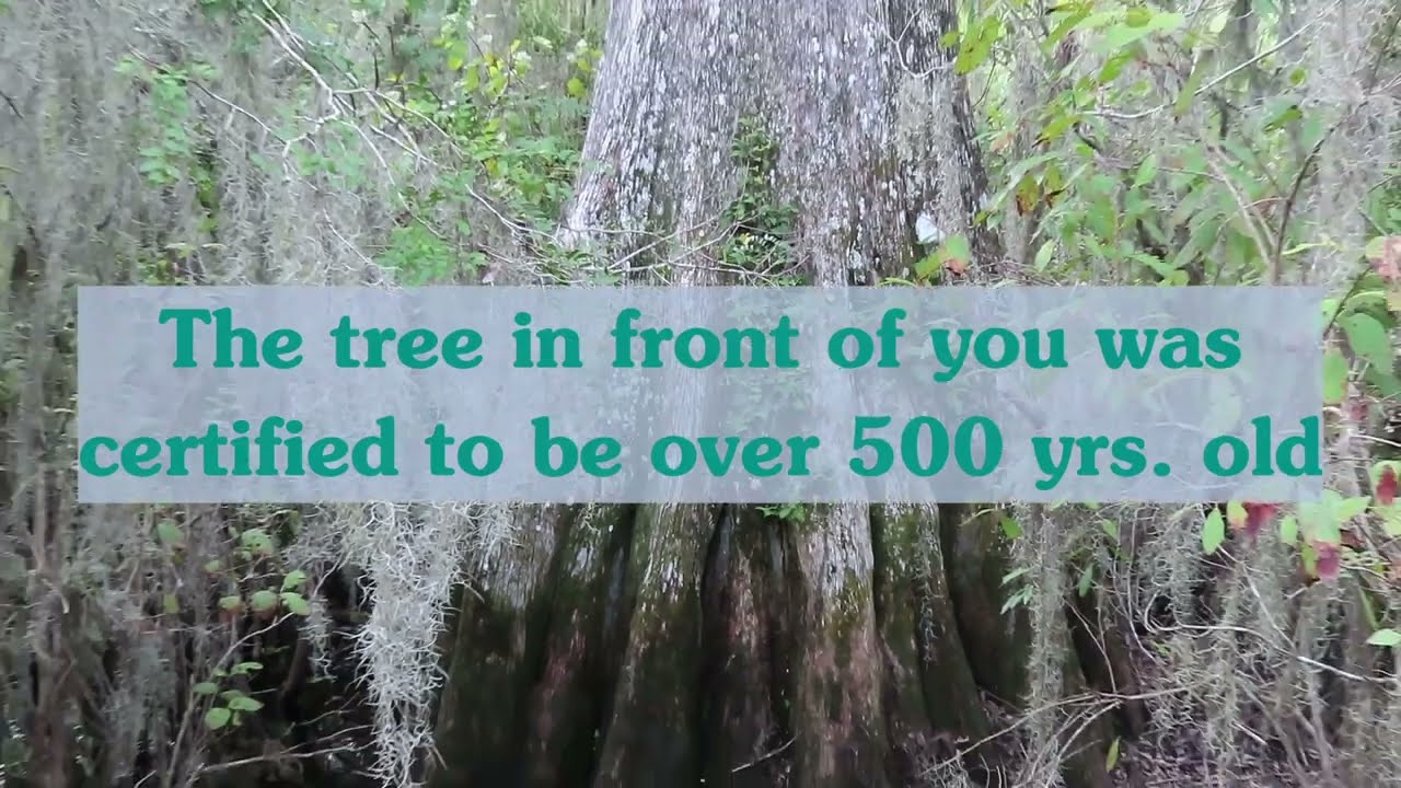 Bald Cypress Trees of Florida