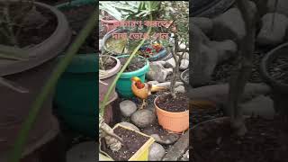 Bird 🐦 Park, Pelling #travelshortvideo #travel #shortvideo