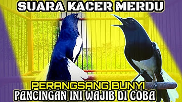 TERAPI SUARA KACER MERDU BUAT PANCINGAN KACER BAHAN SUPAYA CEPAT BUNYI