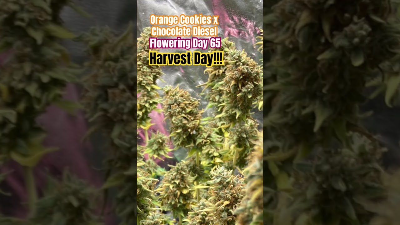 🔥🍫🍊 Day 65 HARVEST DAY - Citrus Choco Blaze: Daily Updates on Orange Cookies x Chocolate Diesel! 🍊🍫🔥