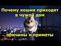 Почему кошки приходят в чужой дом. Причины и приметы.