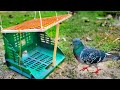 DIY Bird Trap Technique | Amazing Idea To Catch Pigeon Easy