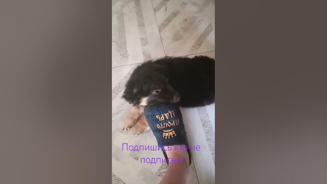 Знакомства с тапочком - YouTube