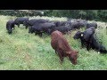 Grazing Cows