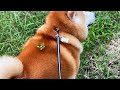 柴犬ラジコンぶいんぶいん