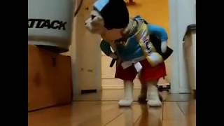 吾輩は、Load Cat 侍猫　侍にゃんこでござる