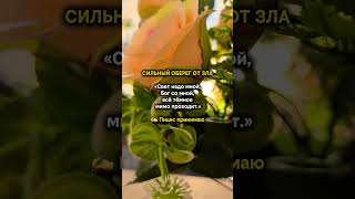СИЛЬНЫЙ ОБЕРЕГ ОТ ЗЛА#таро #заговоры #магия #вернутьмужа #вызов #приворот