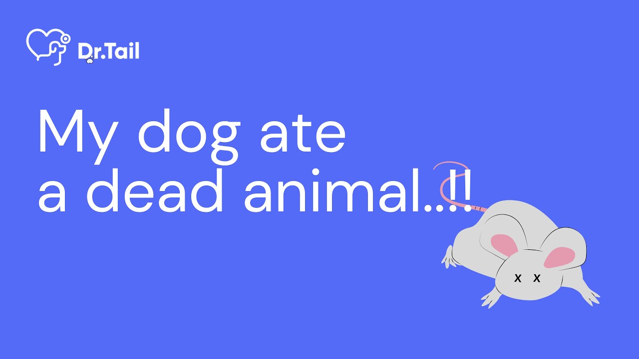 Consult a Vet | My dog ate a dead animal!