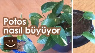 salon sarmasigi potos sarmasik nasil buyuyor guncelleme youtube