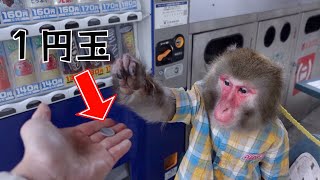 自販機でジュースが飲みたいお猿さんに１円玉を渡して「買っといで」と言った結果…