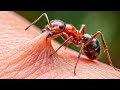 Una Puntura di Questa Formica Può Essere Letale