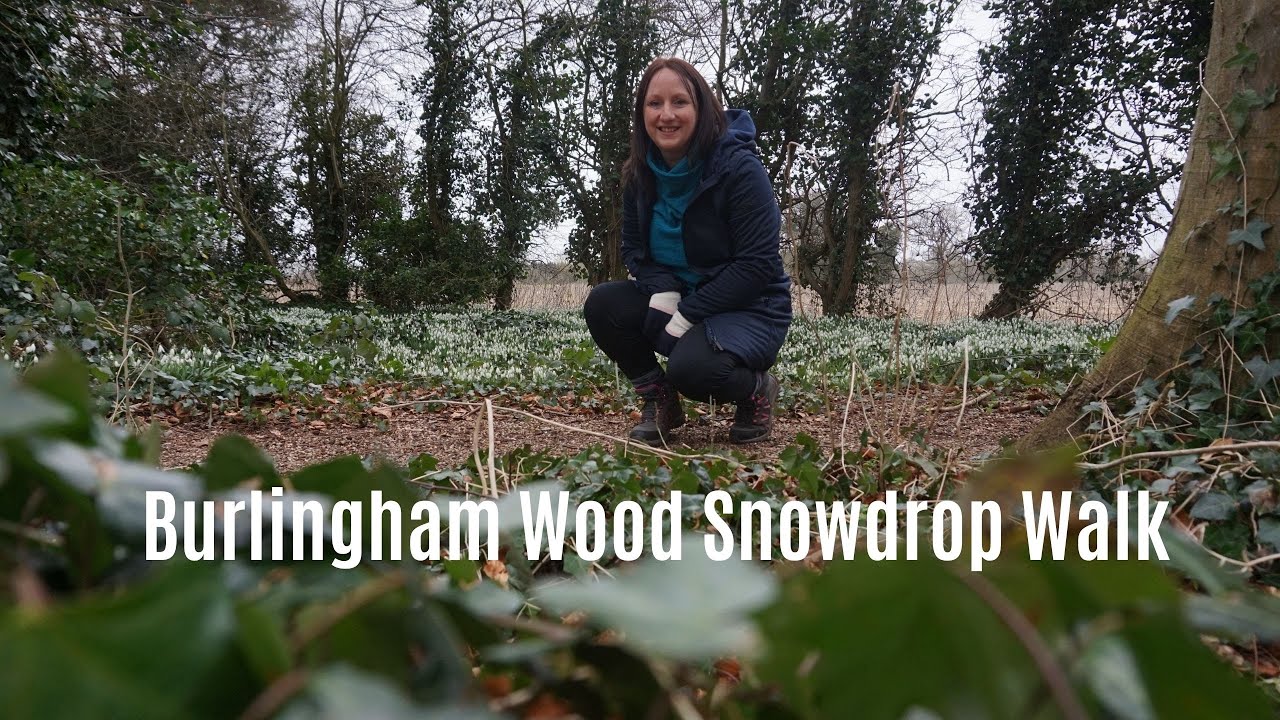 Burlingham Snowdrop Walk