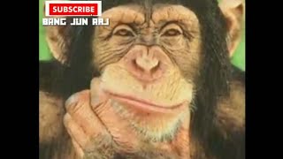 Story'wa lucu monyet yg ingin dicintai