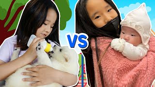 수지의 아기 동생돌보기 vs 강아지돌보기 어떤게 더 힘들까요? Suji take care baby and puppy stories for children