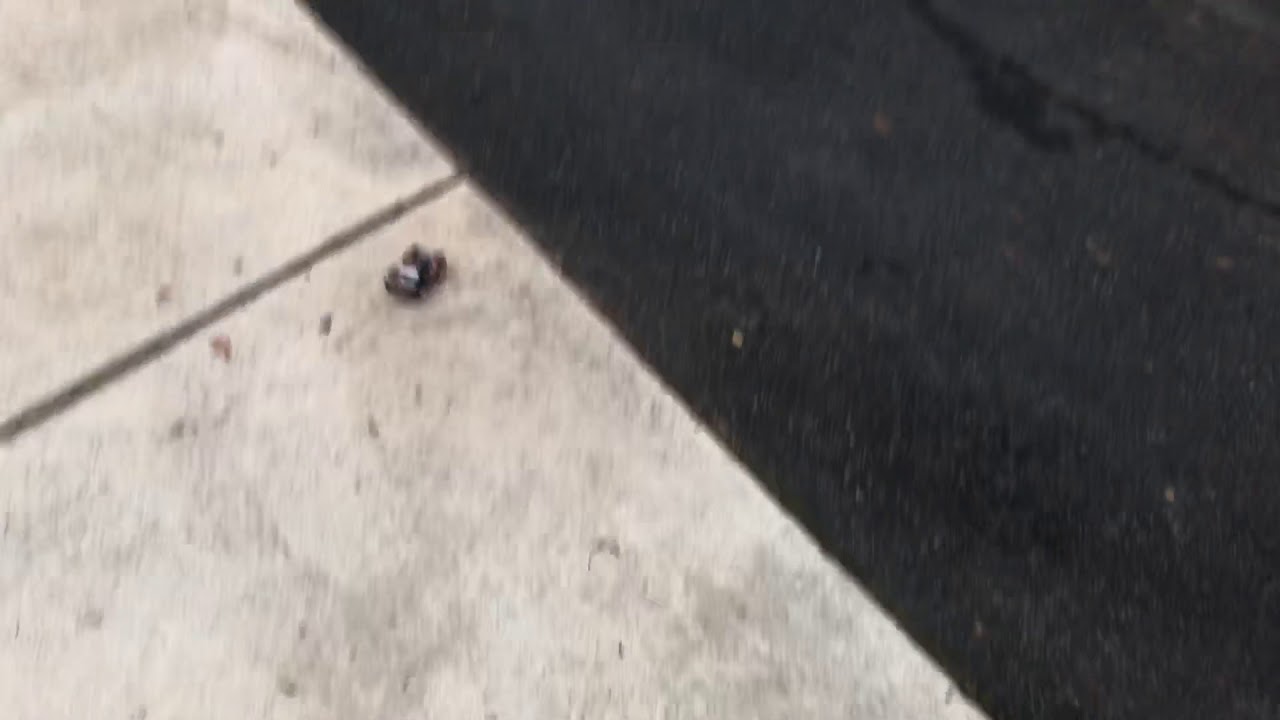 L939 RC truck outdoor speed review