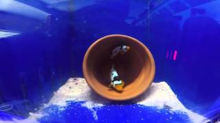 ClownFishInc Spawning Grade A Nebula Picasso