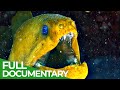 Underwater Predators | Race of Life | Episode 10 | Free Documentary Nature