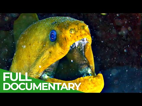 Underwater Predators | Race of Life | Episode 10 | Free Documentary Nature