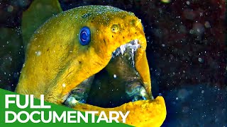 Celebrity Underwater Predators | Race of Life | Episode 10 | Free Documentary Nature Profile