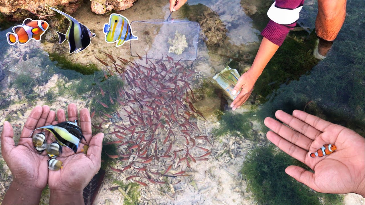 Dapat Ikan Hias Bergerombol Banyak Banget gaisss ❗️❗️❗️😭😭 mencari ikan hias saat air laut surut