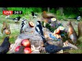 247 live cat tv for cats to watch adorable little birds and cutest squirrel friends 4k