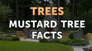 Mustard Tree Facts Tree Mustard Seed