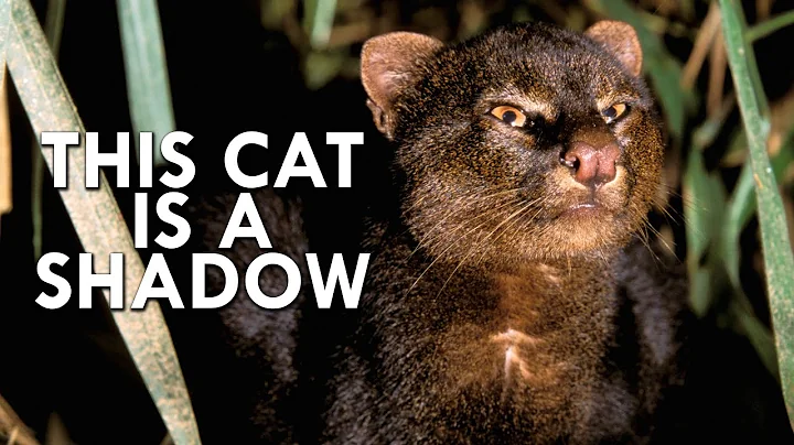 Shadow Cat: One Of The Rarest Cats In The World - DayDayNews