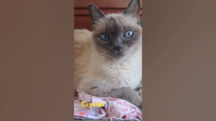 Watch the video about #cats #siamese #siamesecats #blue #blueeyes