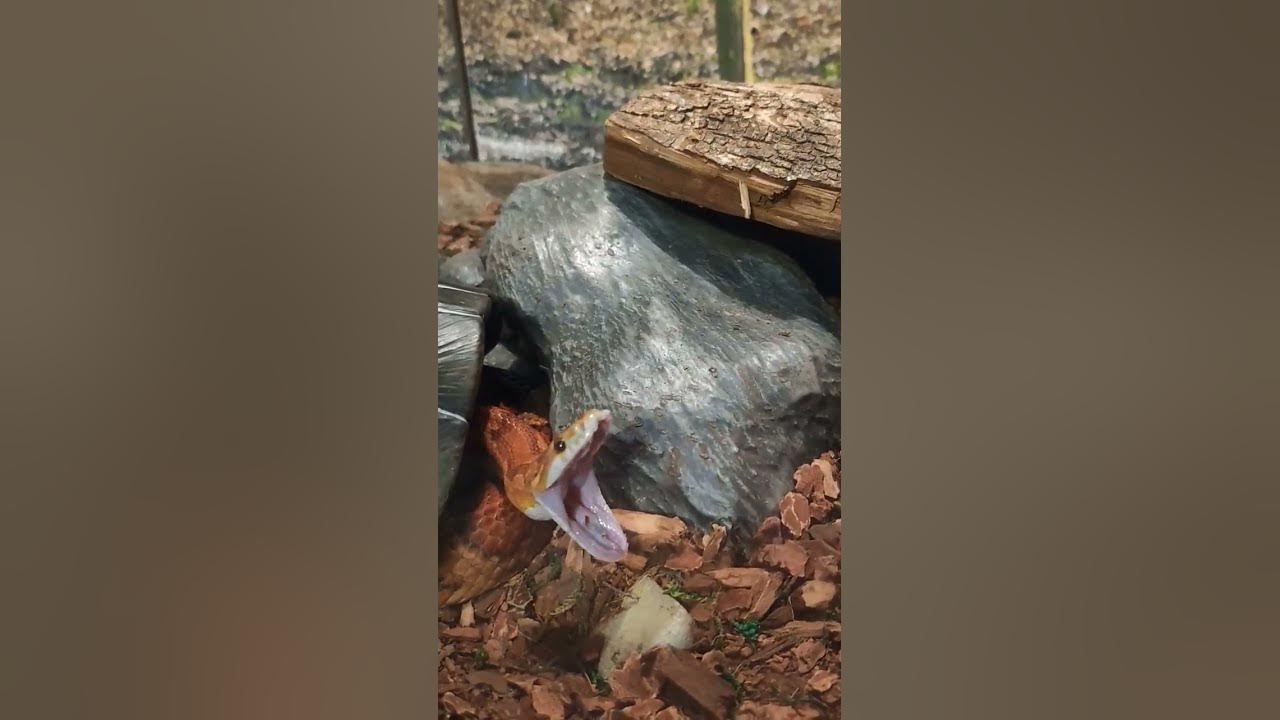 Big Yawn From a Corn Snake at Bays Mountain Park Herpetarium shorts