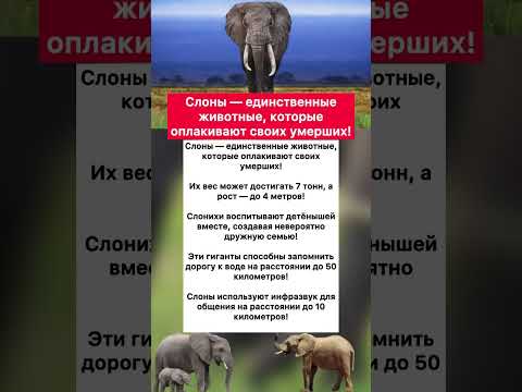 🐘 Слоны — единственные животные, которые оплакивают своих умерших! #хочуфакты #интересное #факты