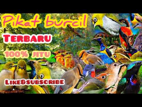 Suara pikat burung kecil paling ampuh