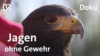 Jagd ohne Gewehr: Bei der Falknerausbildung  Beizjagd | Zwischen Spessart und Karwendel | BR